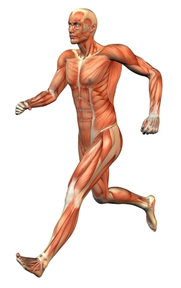 musculos-cuerpo-humano-corriendo (1)